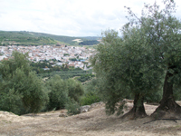 Aceite de Canena